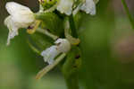 Small green wood orchid